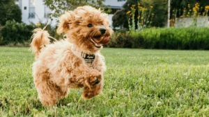 5 Signs You Need a Professional Pooper Scooper (and How It Saves You Time)