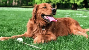 The Ultimate Yard Cleaning Checklist for Pet Owners