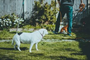 Why You Should Scoop Dog Poop Before and After Your Landscapers Visit