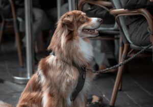 Why Clean Spaces Matter at Dog-Friendly Spots