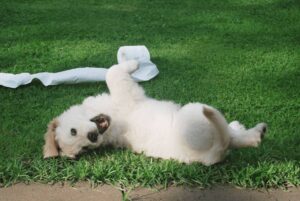 Why Picking Up After Your Dog Isn’t Just Polite—It’s Critical for Health and the Environment