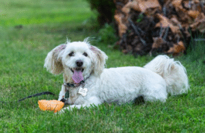 The Hidden Dangers of Dog Poop in Your Backyard