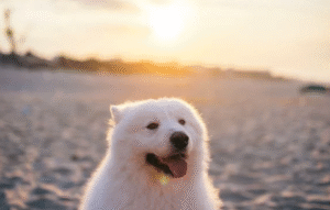 Why Ocean County Pet Owners Are Choosing Professional Pooper Scooper Services