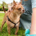 dog poop scooper service in Ocean County
