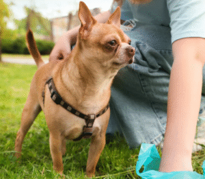 DIY vs. Hiring a Dog Poop Scooper Service in Ocean County: Which Is Better?