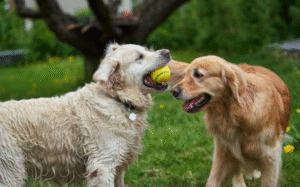 Ocean County’s Best Solution for a Clean Yard: Dog Poop Scooper Services Explained