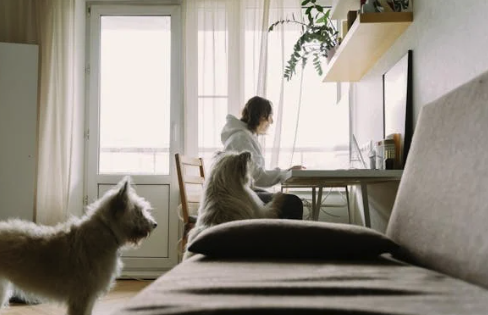 September Pet Services