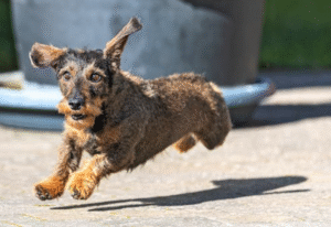 Why Sanitizing After Scooping Dog Poop Is Just as Important as the Scoop Itself