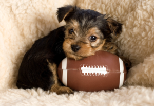 Are you the MVP of your yard?